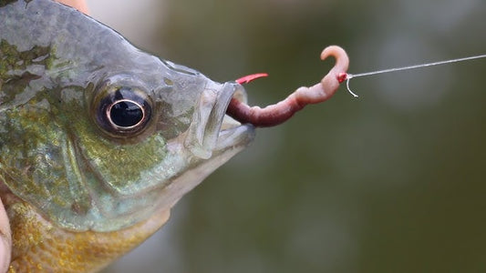 Apertura stagione Pesca sportiva e Regolamento Italia