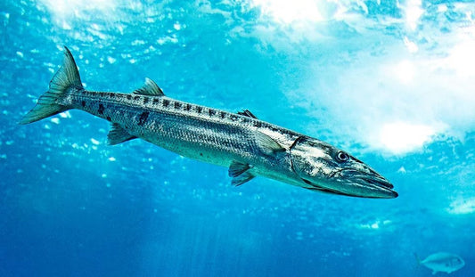 Guida Completa alla Pesca al Barracuda: Tecniche e Consigli
