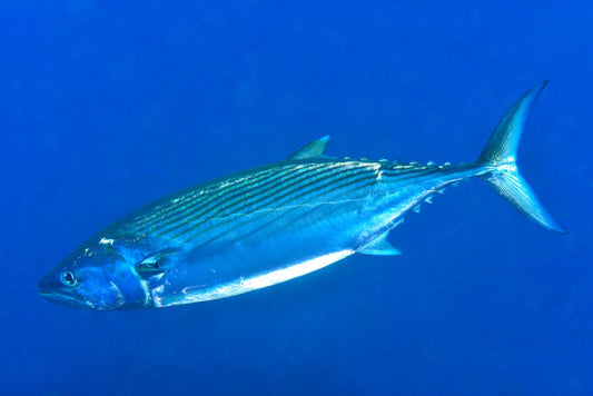 Guida Completa alla Pesca al Bonito: Tecniche, Attrezzatura e Consigli