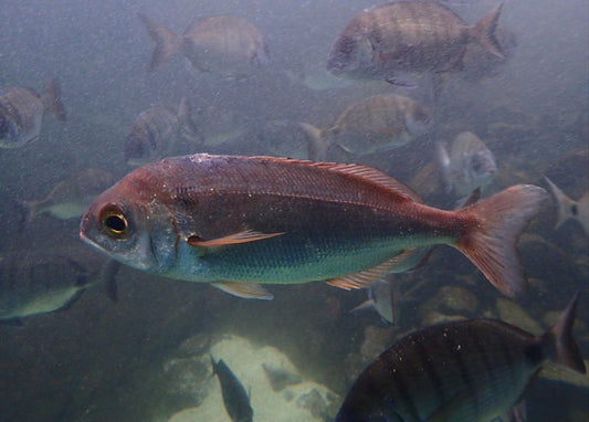 Guida Completa alla Pesca al Pagro: Tecniche, Esche e Attrezzature