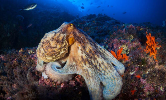Guida Completa alla Pesca al Polpo: Tecniche, Attrezzatura ed Esche
