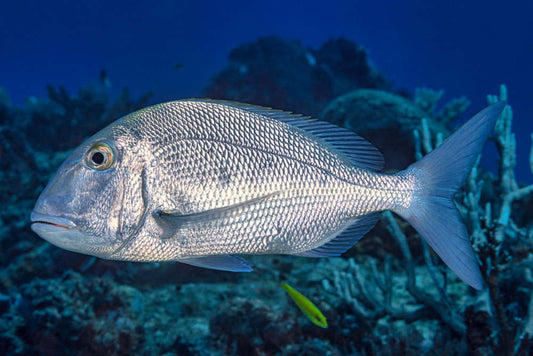 Guida Completa alla Pesca al Sarago: Tecniche, Attrezzature ed Esche