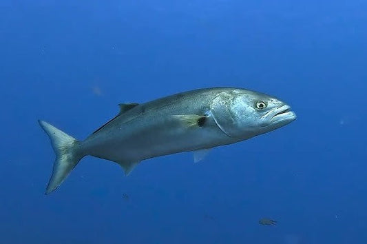 Guida Completa alla Pesca al Serra: Tecniche, Montature ed Esche Efficaci
