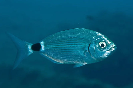 Guida Completa alla Pesca all’Occhiata: Tecniche, Esche e Attrezzatura