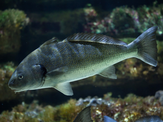 Guida Completa alla Pesca all'Ombrina: Tecniche e Consigli