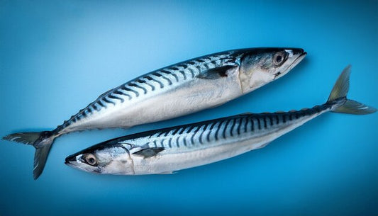 Guida Completa alla Pesca del Lanzardo: Tecniche, Attrezzatura e Consigli Pratici