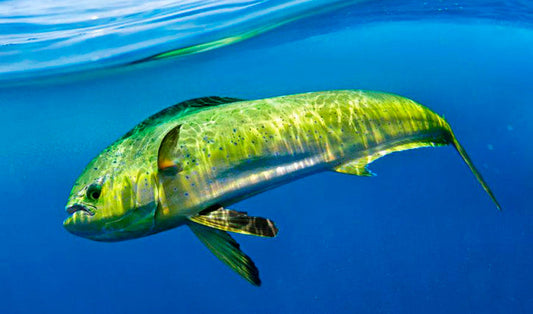 Guida Completa alla Pesca della Lampuga: Tecniche, Attrezzatura e Consigli