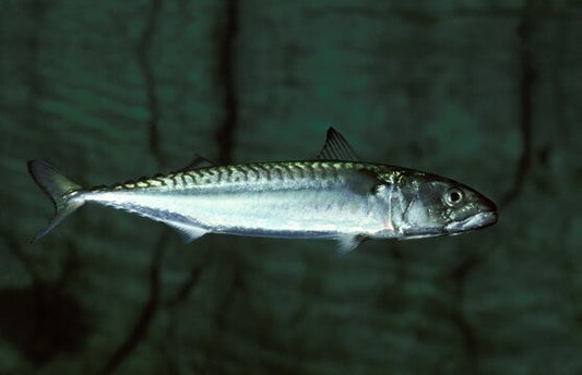 Guida Completa alla Pesca dello Sgombro: Tecniche, Attrezzature ed Esche