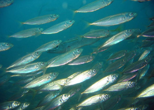 Pesca al Pesce Azzurro: Guida Completa, Tecniche ed Esche