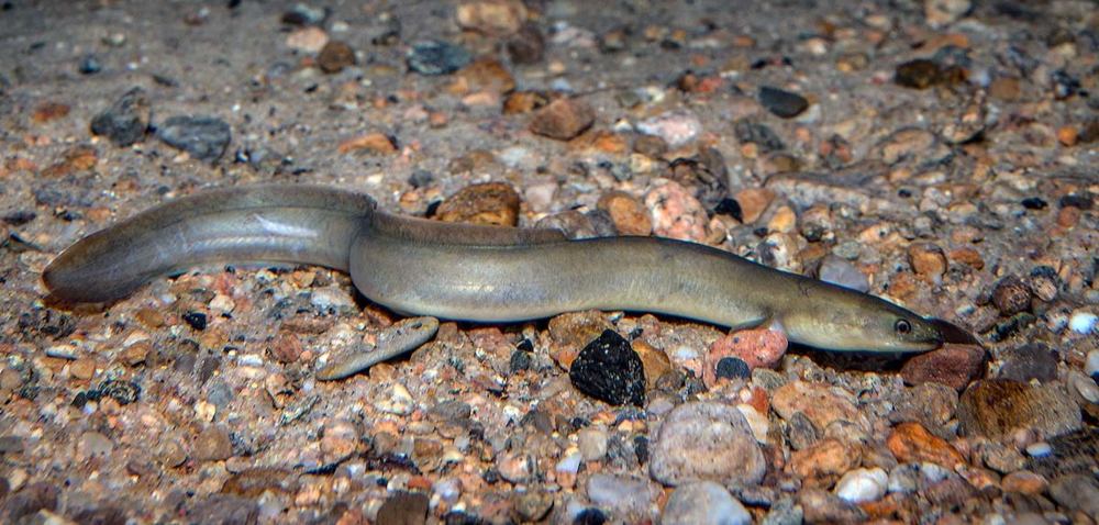 Pesca All'anguilla, Tecniche Consigli - Pesca Matta - Foto 3