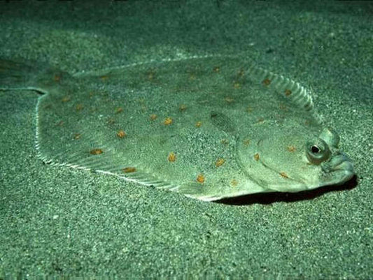 Guida Completa alla Pesca alla Sogliola: Tecniche, Attrezzatura ed Esche Efficaci