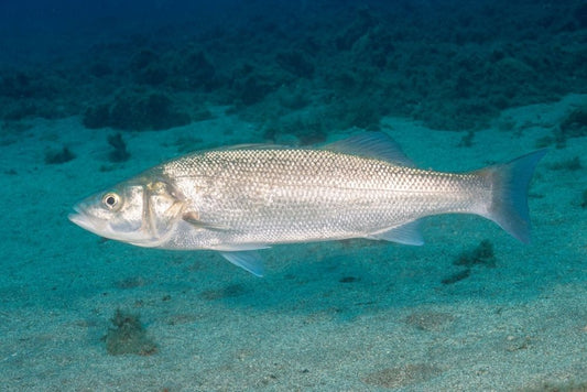 Pesca alla Spigola: Guida Completa, Consigli e suggerimenti