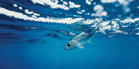 Pesca col Vivo da Barca e da Riva: Guida Completa e Tecniche