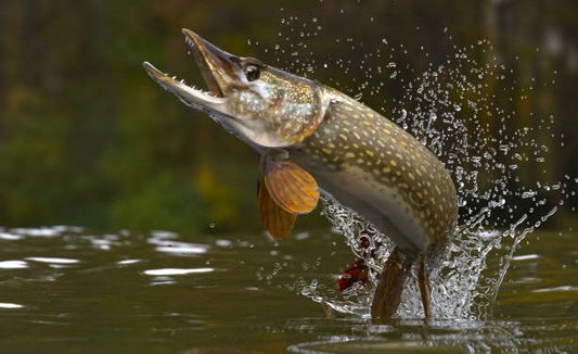 Pesca Sportiva al luccio: Tecniche e attrezzatura consigliata