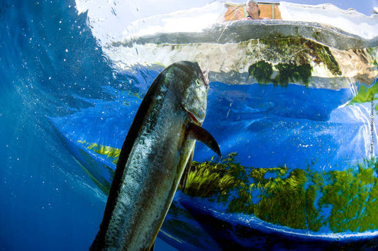 Come Praticare la Pesca Sportiva in Modo Responsabile