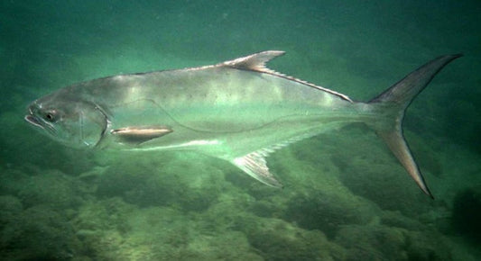 Pesca Sportiva: Guida Completa alla Pesca alla Leccia