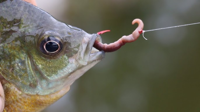 Apertura stagione Pesca sportiva e Regolamento Italia