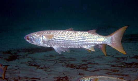 Guida Completa alla Pesca al Cefalo: Tecniche, Esche e Attrezzatura