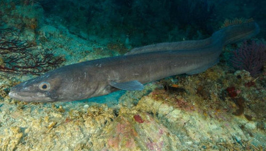 Guida Completa alla Pesca al Grongo: Tecniche, Attrezzature, Montature e Consigli