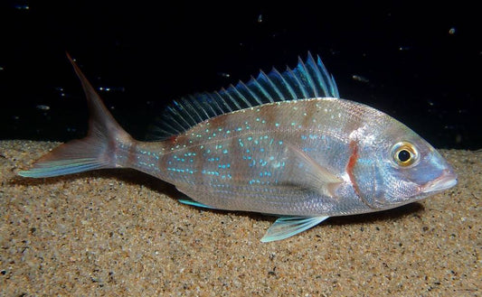 Guida Completa alla Pesca al Pagello: Tecniche, Esche e Attrezzatura per Catture Efficaci