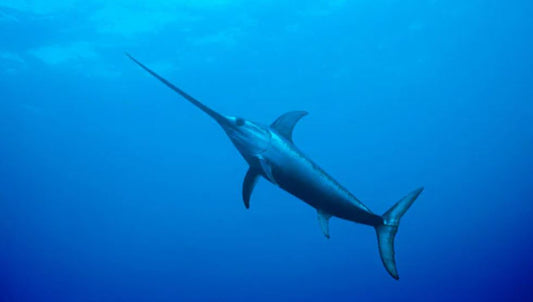 Guida Completa alla Pesca al Pesce Spada: Tecniche, Attrezzatura e Consigli