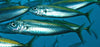 Guida Completa alla Pesca al Sugherello: Tecniche, Attrezzature ed Esche