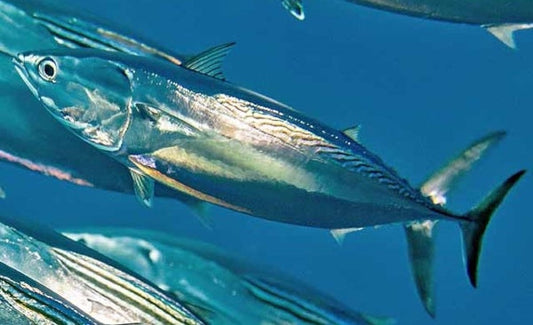 Guida Completa alla Pesca al Tombarello: Tecniche, Attrezzature e Consigli