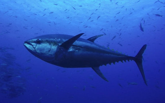 Guida Completa alla Pesca al Tonno Rosso: Tecniche, Attrezzature e Normative