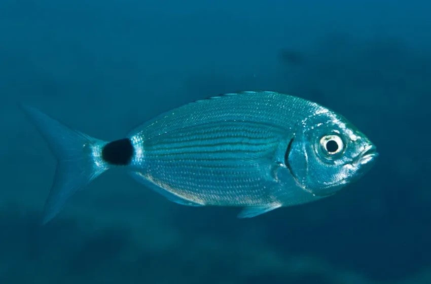 Guida Completa alla Pesca all’Occhiata: Tecniche, Esche e Attrezzatura