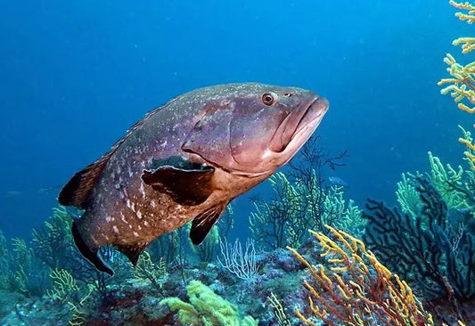Guida Completa alla Pesca alla Cernia: Tecniche, Attrezzatura e Consigli