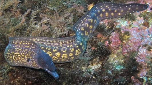 Guida Completa alla Pesca alla Murena: Tecniche, Attrezzature e Consigli