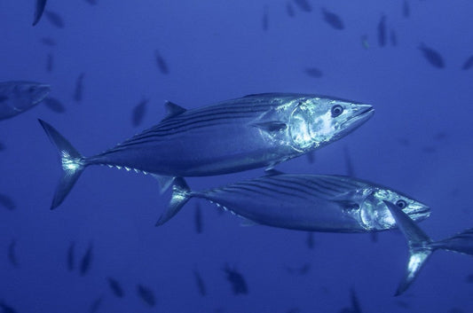 Guida Completa alla Pesca alla Palamita: Tecniche, Attrezzature e Consigli