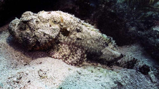 Guida Completa alla Pesca allo Scorfano: Tecniche, Esche e Attrezzatura