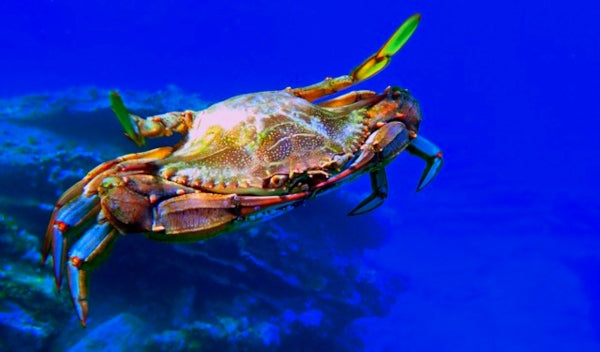 Guida Completa alla Pesca del Granchio Blu: Tecniche, Attrezzature e Consigli