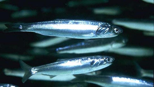 Guida Completa alla Pesca dell’Acciuga: Tecniche, Attrezzature ed Esche