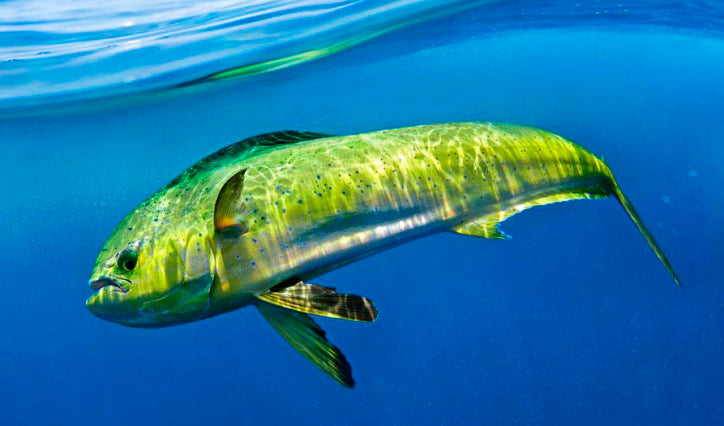 Guida Completa alla Pesca della Lampuga: Tecniche, Attrezzatura e Consigli