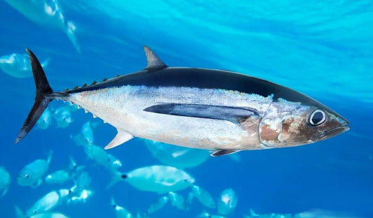 Guida Completa alla Pesca dell'Alalunga: Tecniche, Attrezzatura e Consigli