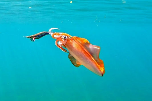 Guida completa alla pesca di seppia e calamaro: tecniche, attrezzatura e consigli pratici