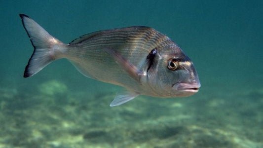 Pesca Orata: Guida Completa, Consigli e suggerimenti