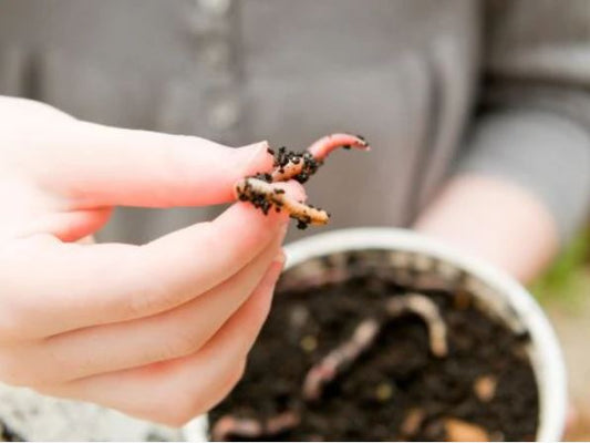 Le Migliori Esche Naturali per la Pesca in Acqua Dolce: Guida completa