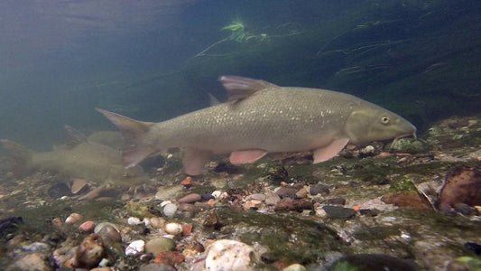 Pesca ai Ciprinidi: Guida Completa a Cavedano, Barbo e Tinca