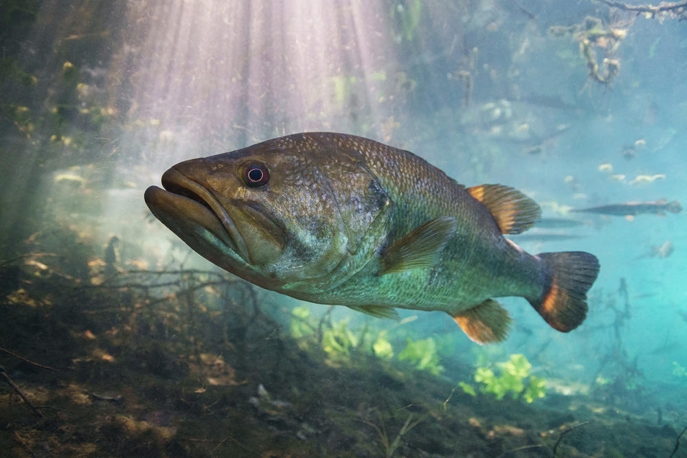 Pesca al Black Bass: Tecniche, Strategie e Consigli per Catturare il Predatore d’Acqua Dolce