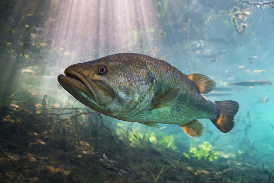 Pesca al Black Bass: Tecniche, Strategie e Consigli per Catturare il Predatore d’Acqua Dolce