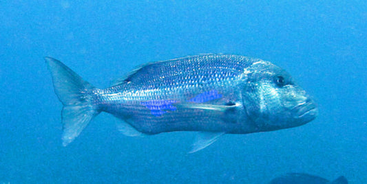 Pesca al Dentice: Guida Completa con Tecniche, Attrezzatura e Consigli