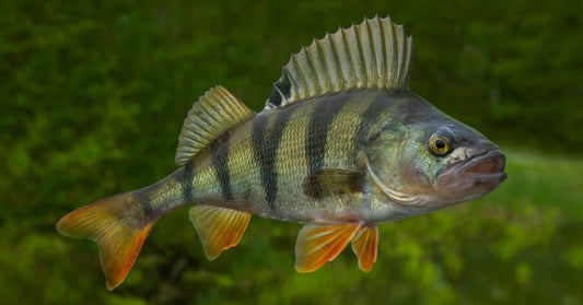 Pesca al Persico Reale: Tecniche Efficaci, Attrezzatura e Consigli per Catture di Successo