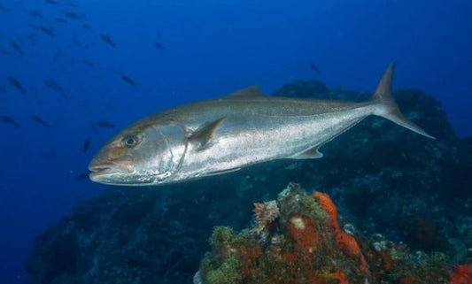 Pesca alla Ricciola: Guida Completa: Tecniche, Attrezzature e Consigli
