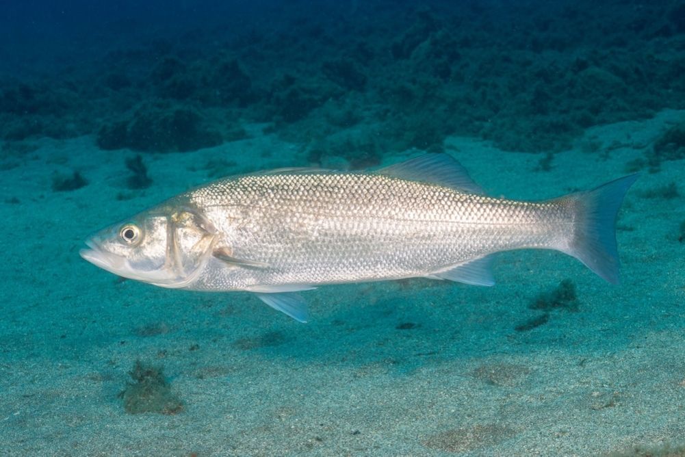 Pesca alla Spigola: Guida Completa, Consigli e suggerimenti