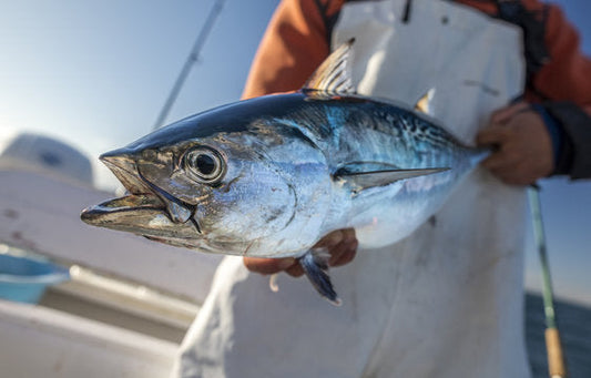 Guida Completa alla Pesca degli Alletterati: Tecniche, Attrezzatura e Consigli