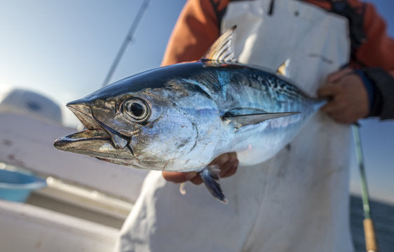 Guida Completa alla Pesca degli Alletterati: Tecniche, Attrezzatura e Consigli
