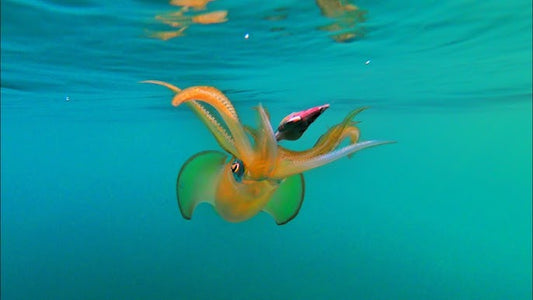 Pesca Eging: guida completa per calamari e seppie